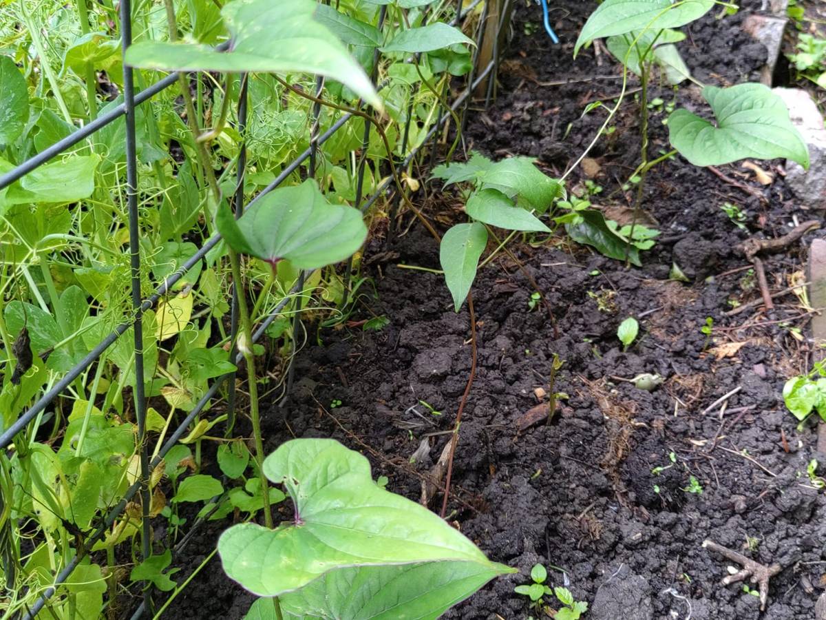 Selfsufficiency: A Random Bed in my&nbsp;Garden